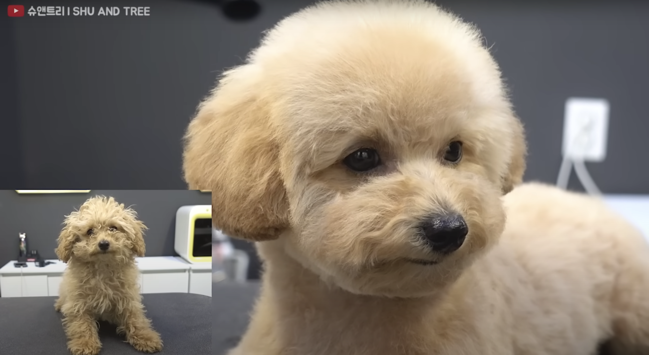 トイプードルライフ,トリミング,動画