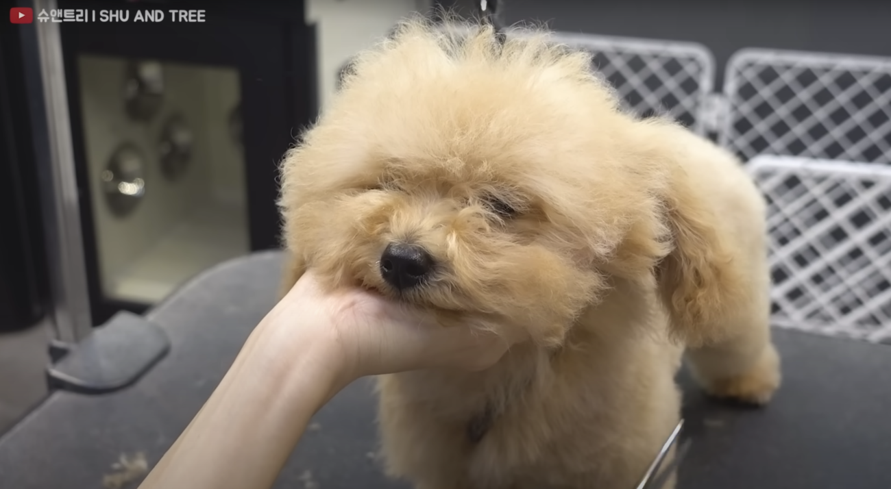 トイプードルライフ,トリミング,動画