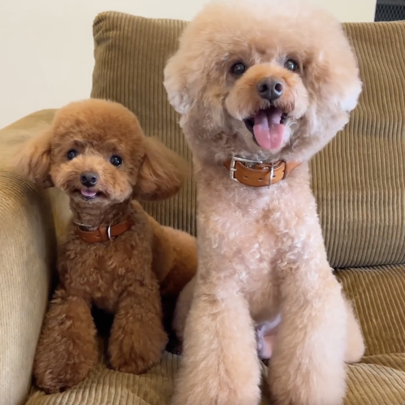 トイプードル,動画