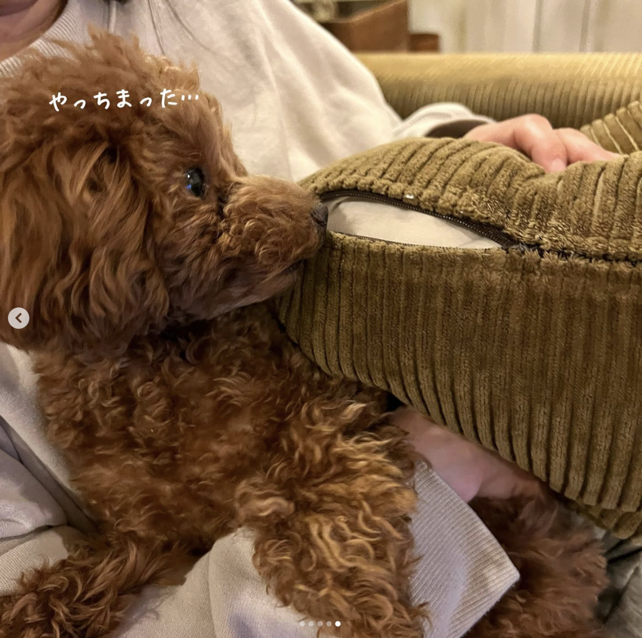 トイプードル,動画