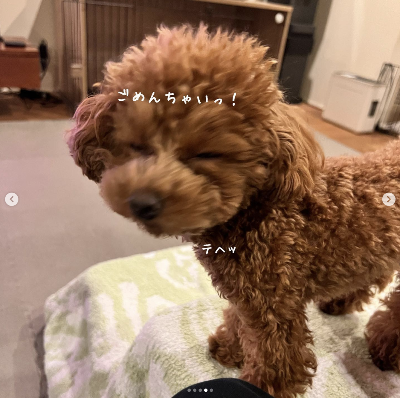 トイプードル,動画