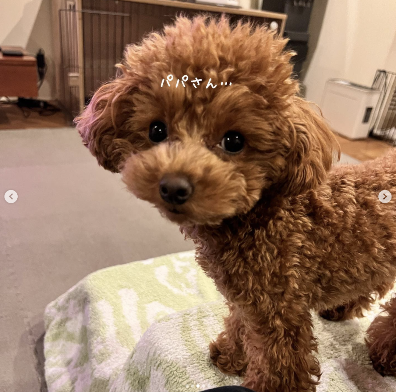 トイプードル,動画