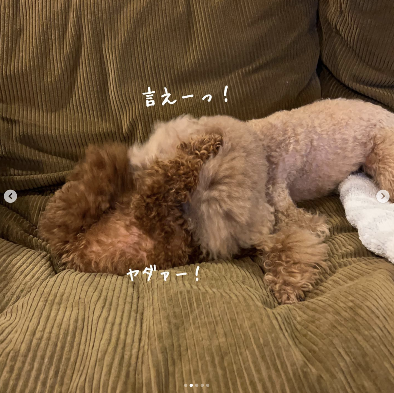 トイプードル,動画