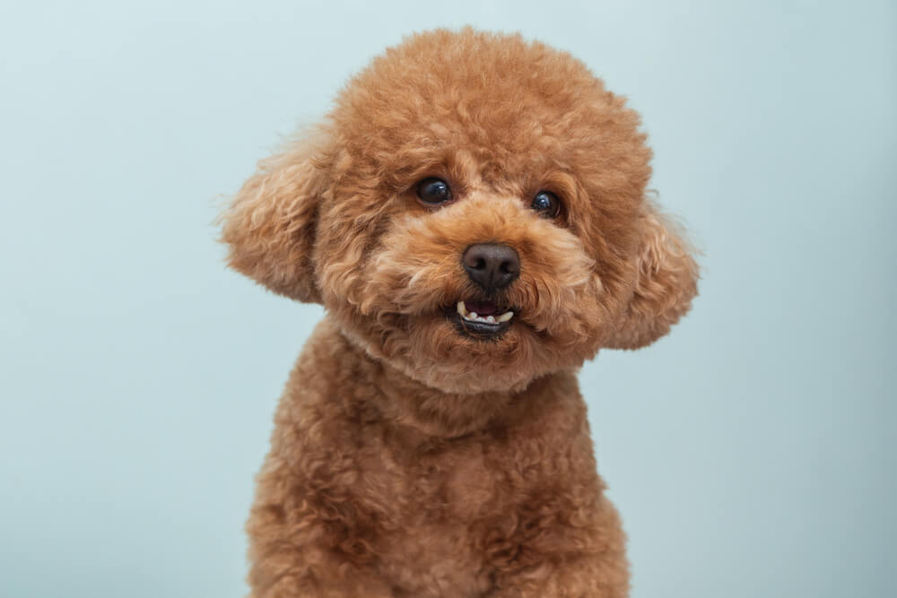 トイプードルライフ,子犬,基本情報,性格