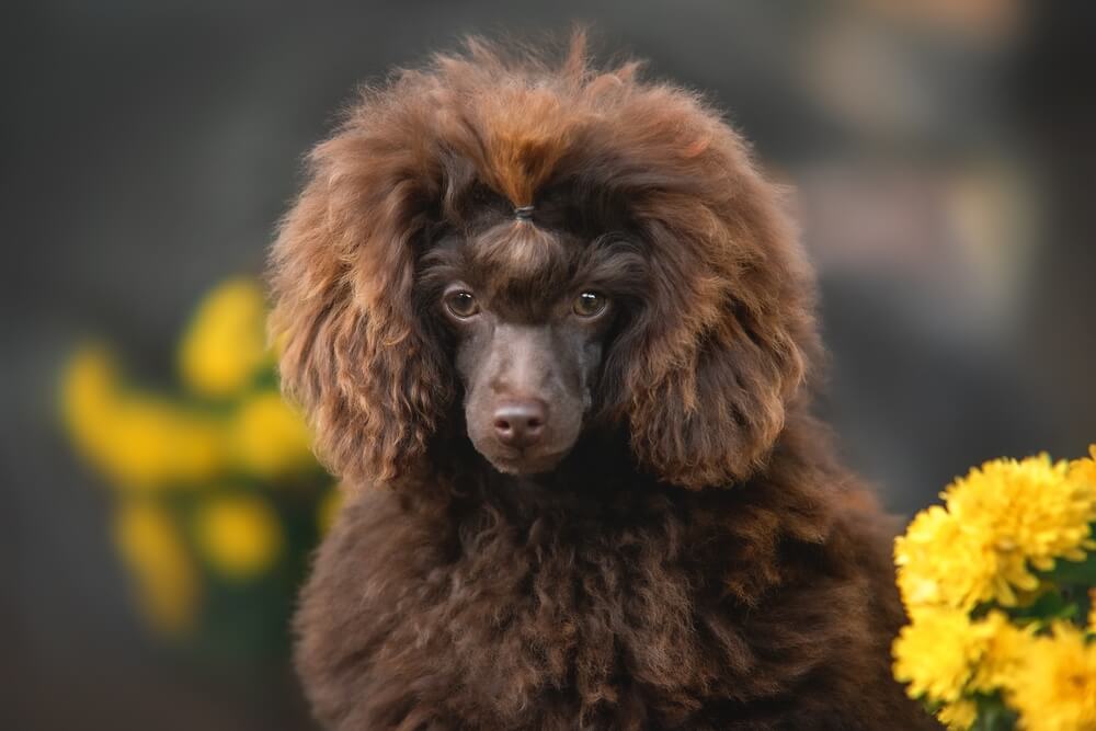 トイプードルライフ,子犬,基本情報,性格