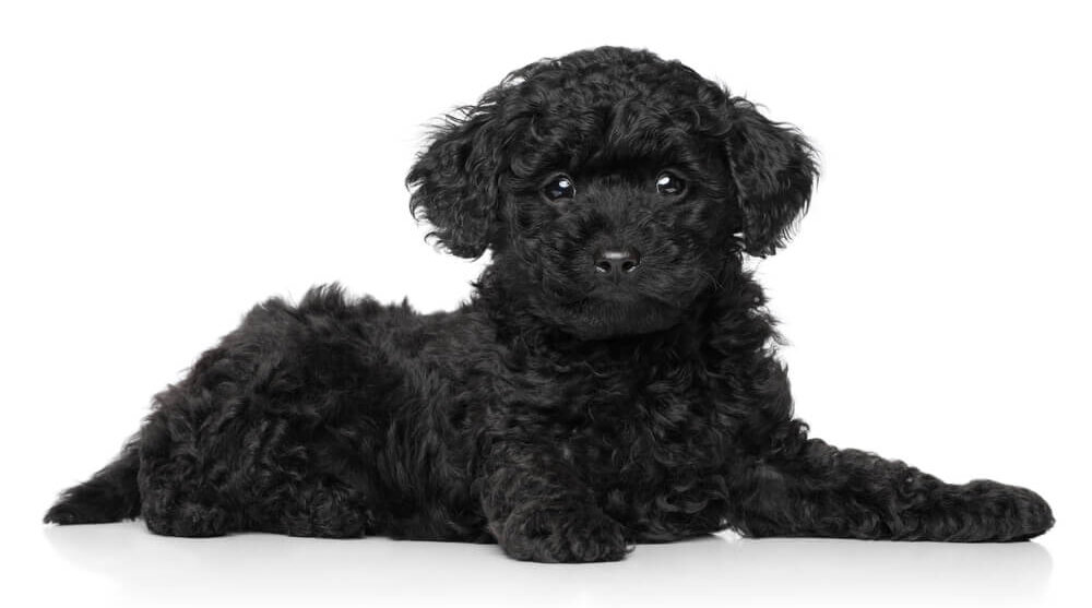 トイプードルライフ,子犬,基本情報,性格