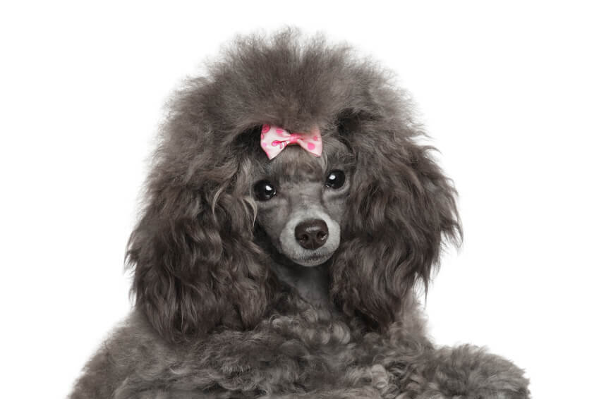 トイプードルライフ,子犬,基本情報,性格