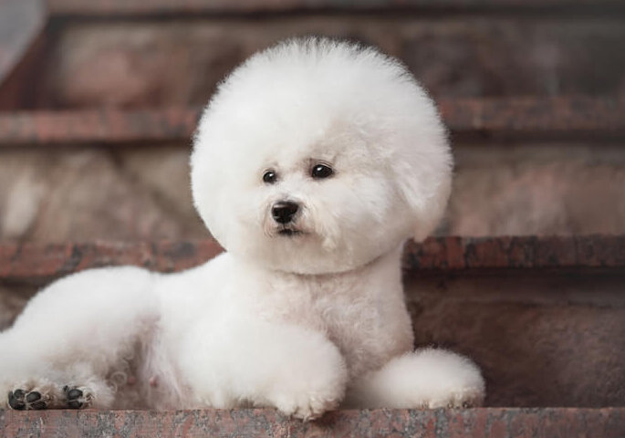 トイプードルライフ,子犬,基本情報,性格