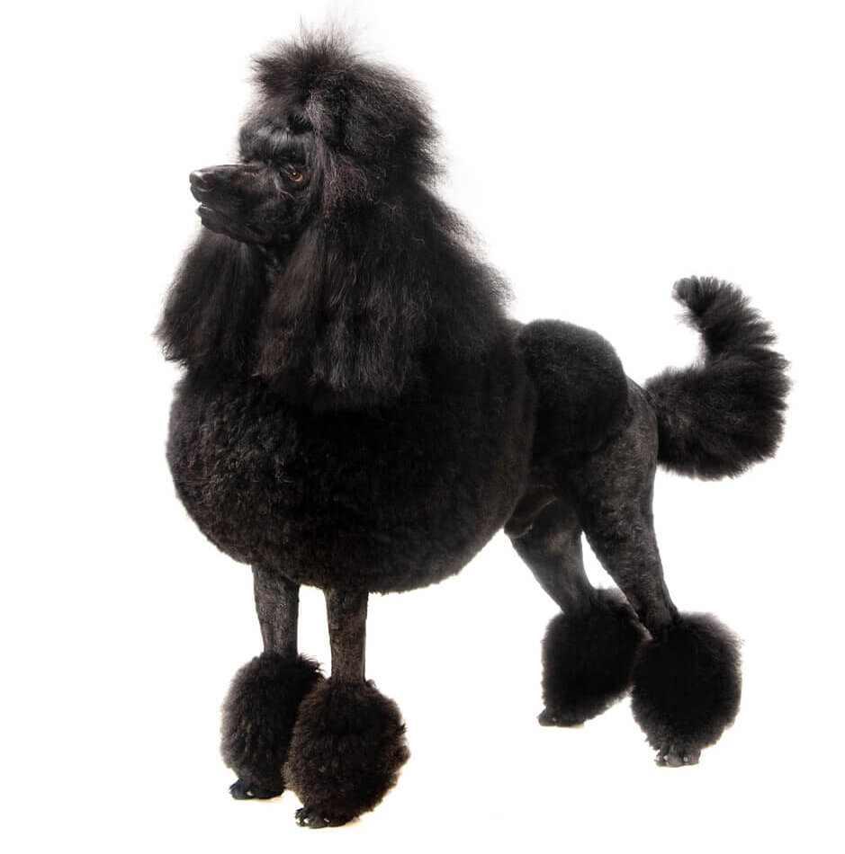 トイプードルライフ,子犬,基本情報,性格