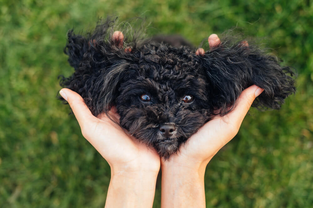 トイプードルライフ,子犬,基本情報,性格