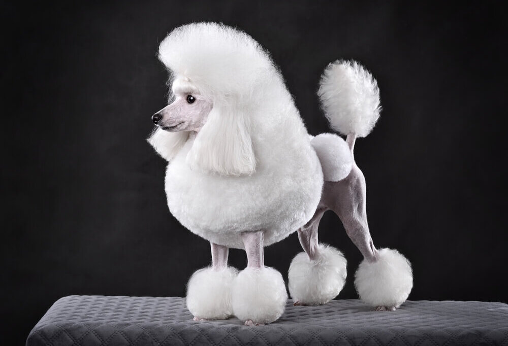 トイプードルライフ,子犬,基本情報,性格