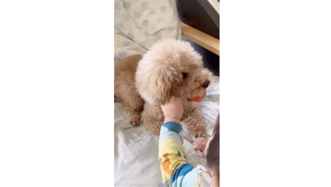 トイプードル,動画