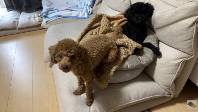 トイプードル,動画