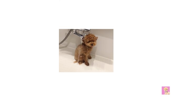 トイプードル,動画