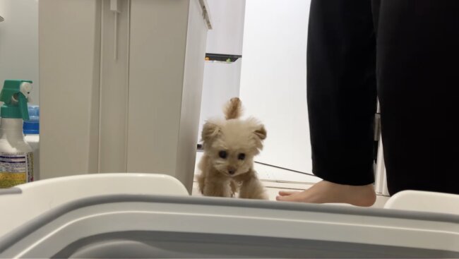 トイプードル,動画