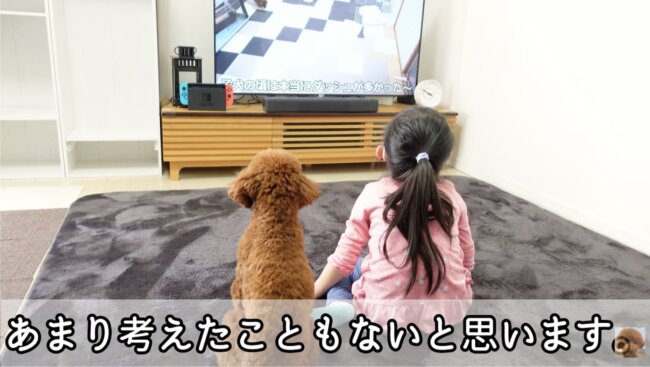 トイプードル,動画