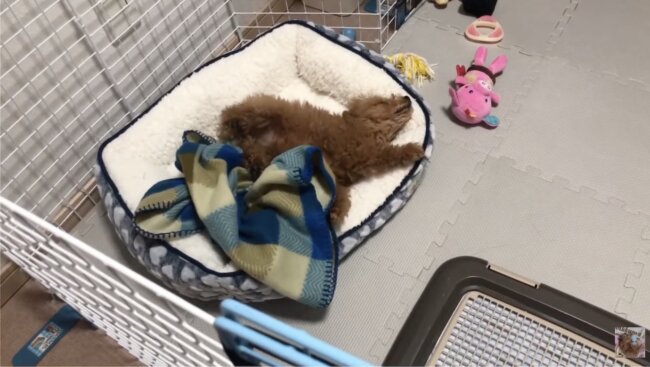 トイプードル,動画