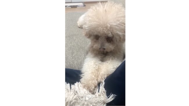 トイプードル,動画