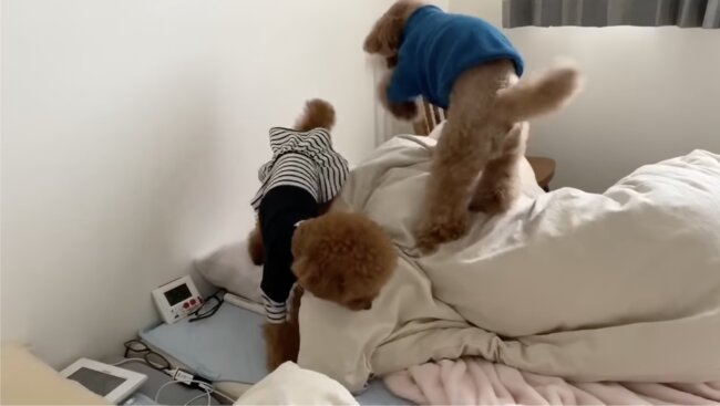 トイプードル,動画