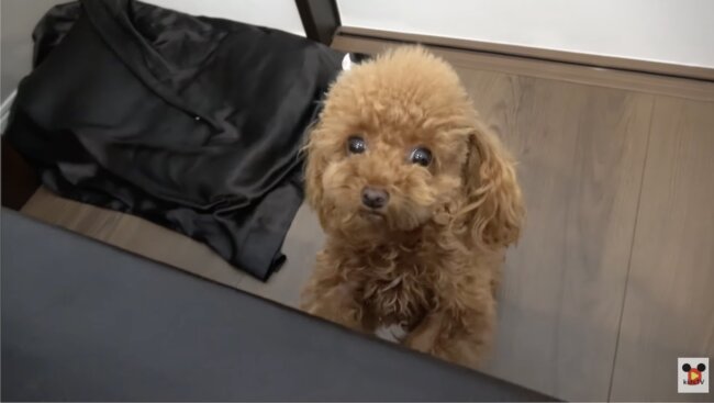 トイプードル,動画