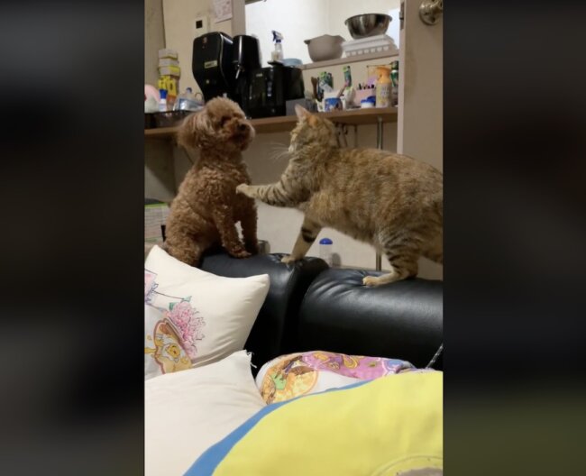 トイプードル,動画