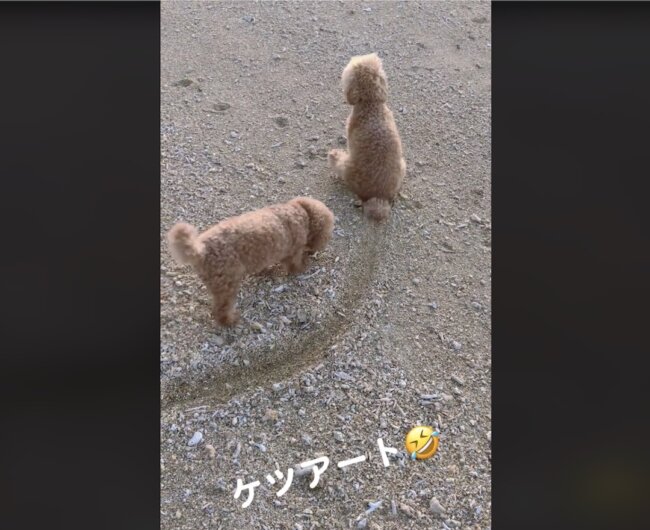 トイプードル,動画