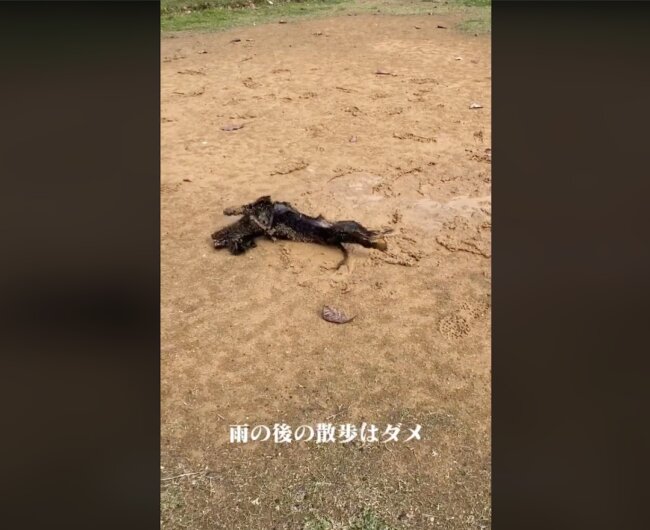 トイプードル,動画