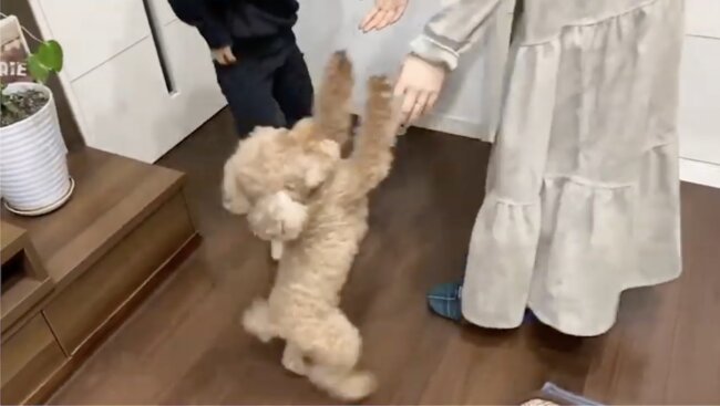 トイプードル,動画