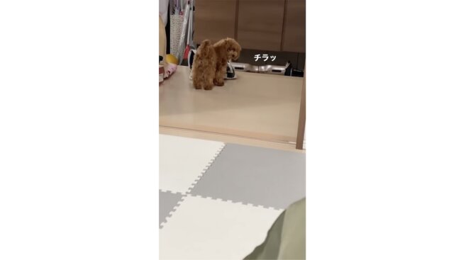 トイプードル,動画