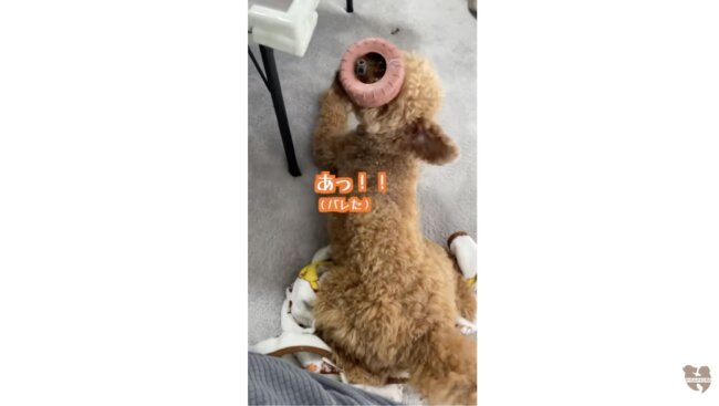 トイプードル,動画