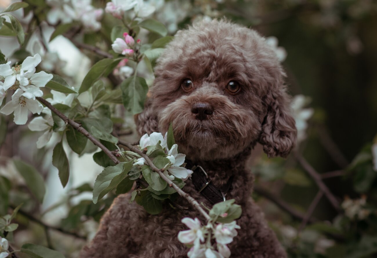 トイプードルライフ,子犬,基本情報,性格