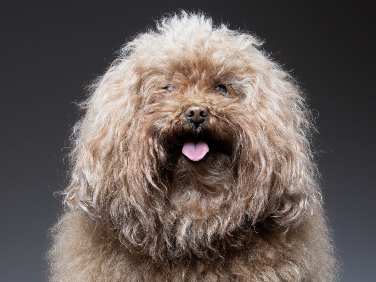 【ぷりんページ】トイプーさんとトイプーさん Toy Poodle Lifeとは | Toy Poodle Life [トイプードルライフ]