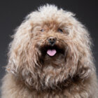 Toy Poodle Lifeとは