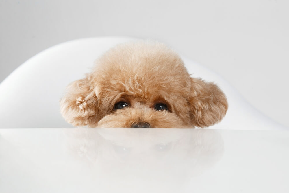 トイプードルライフ,犬,宿,旅行