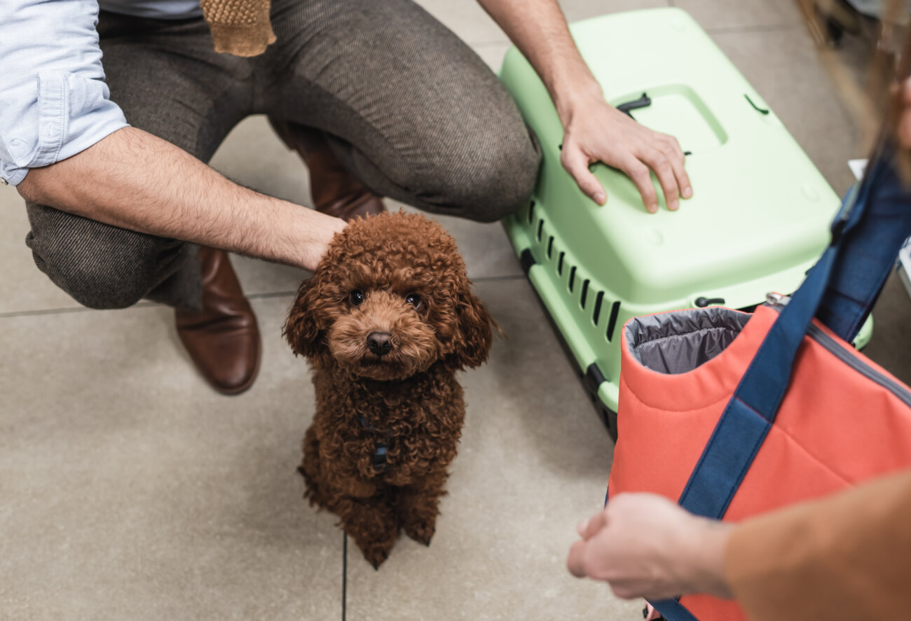 トイプードルライフ,犬,宿,旅行