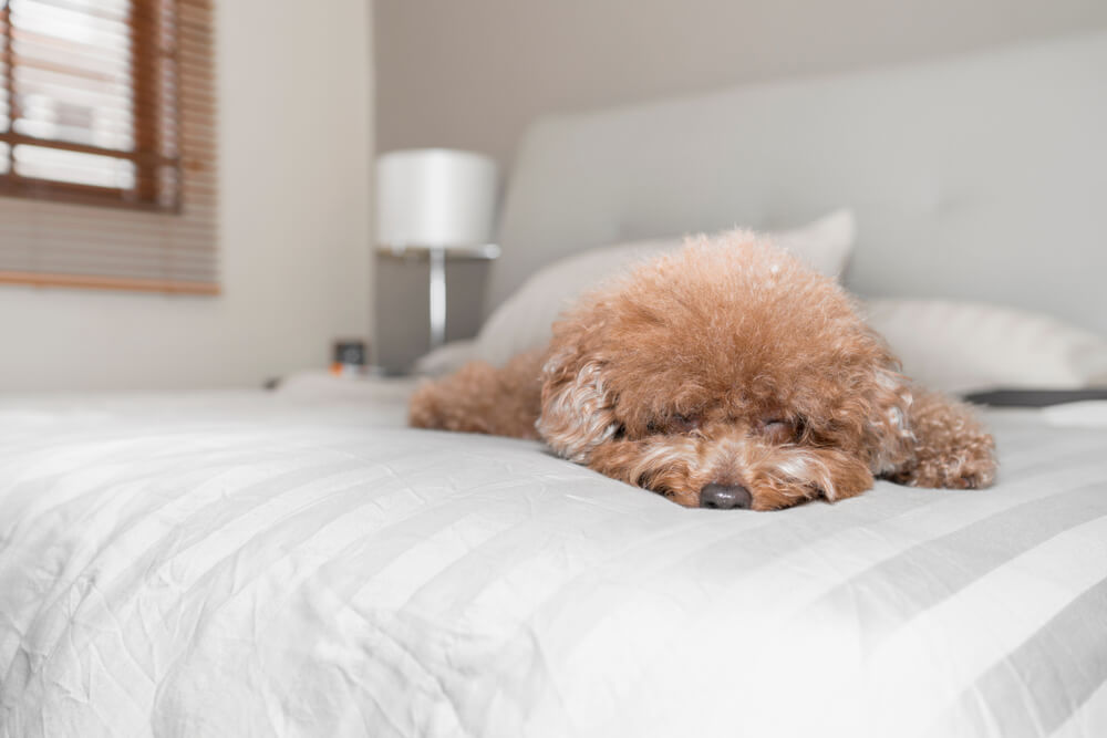 トイプードルライフ,犬,宿,旅行