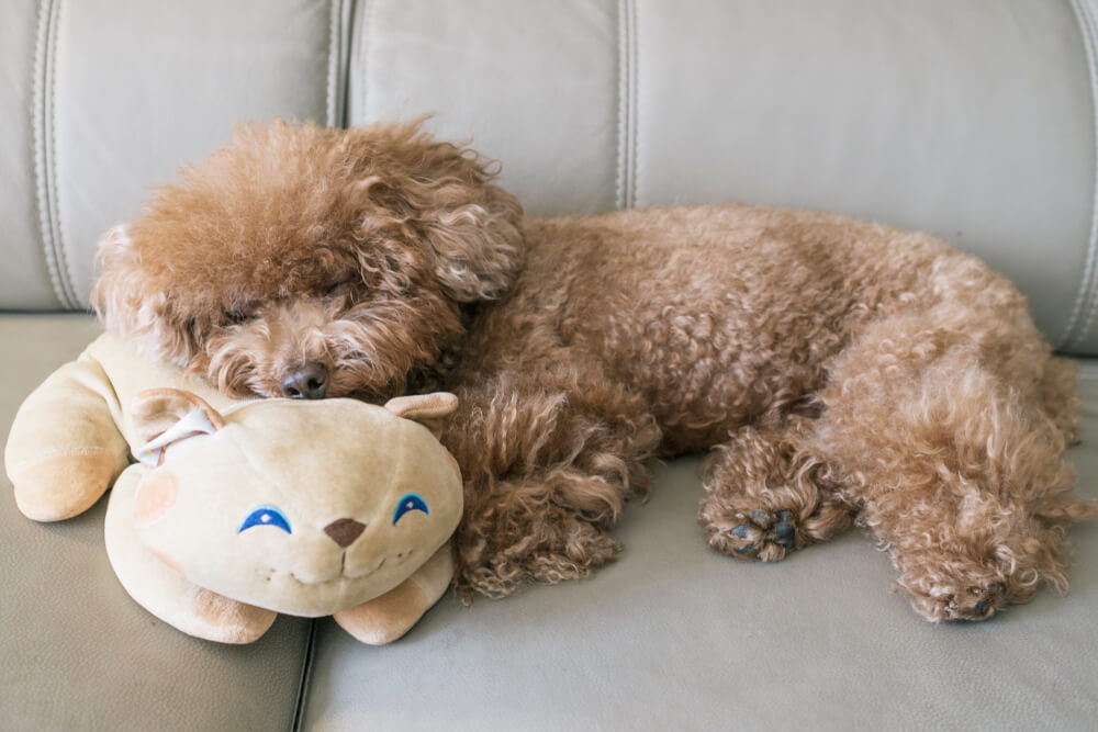 トイプードルライフ,犬,宿,旅行