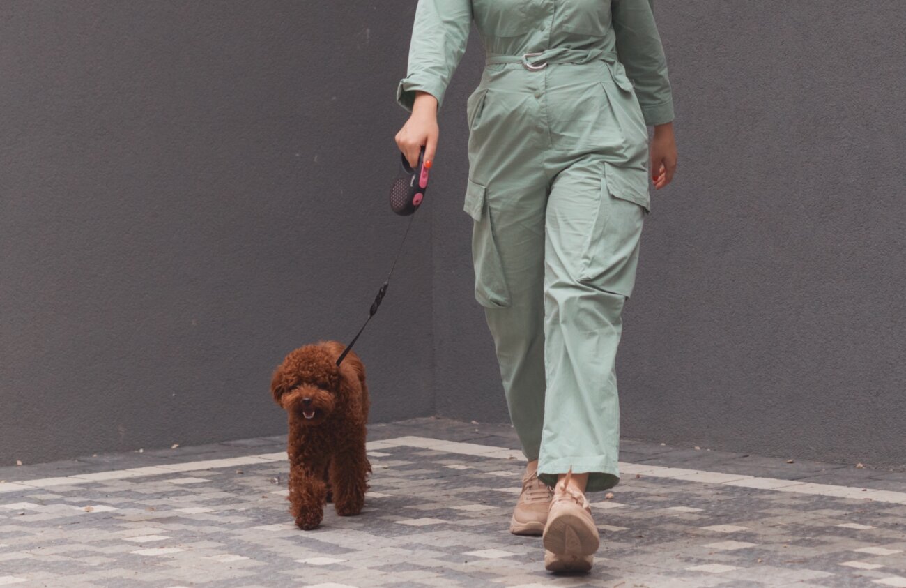 トイプードルライフ,犬,宿,旅行