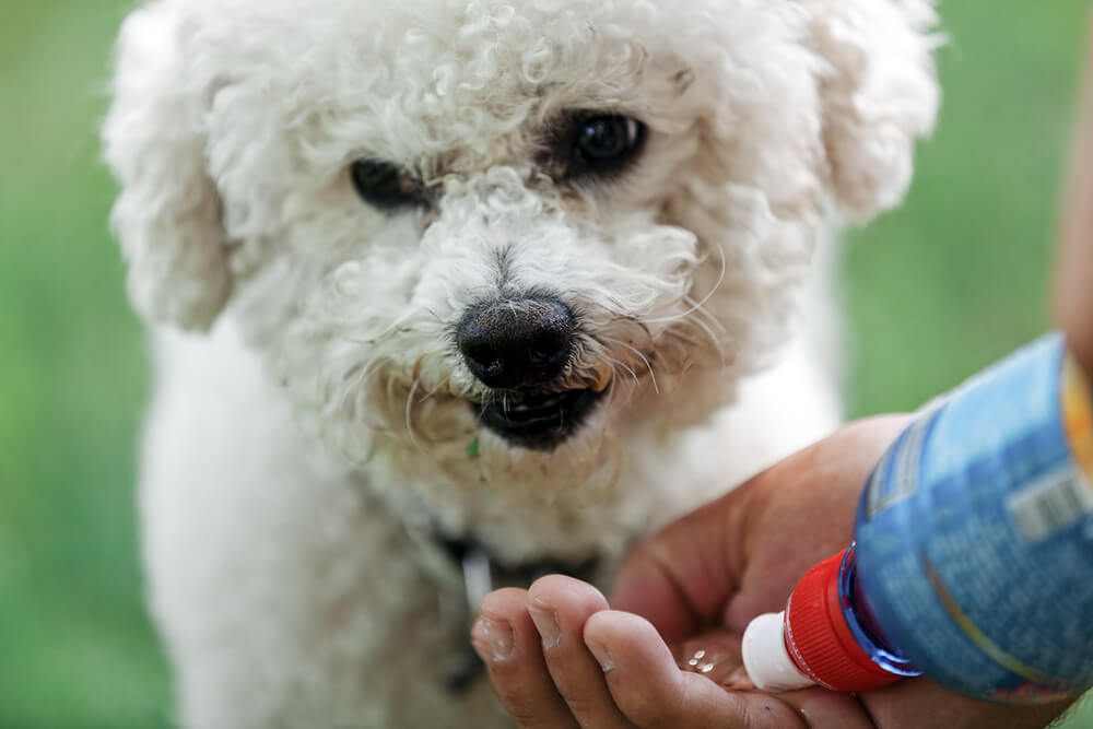 トイプードルライフ,犬,宿,旅行