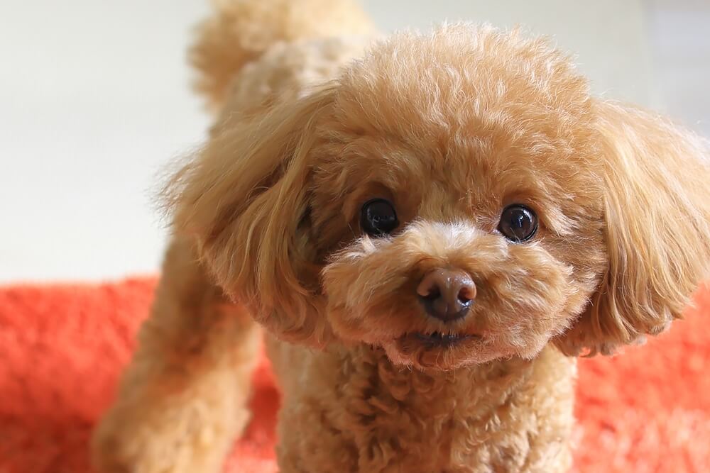 トイプードルライフ,犬,宿,旅行