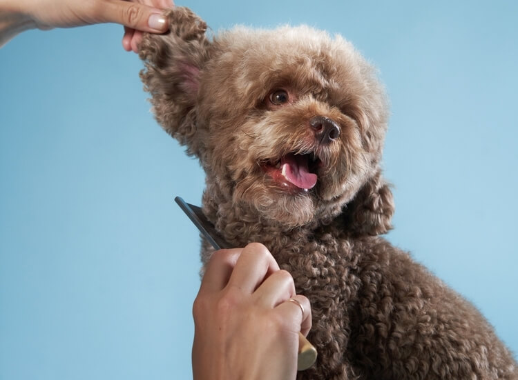 トイプードルライフ,被毛ケア,スプレー