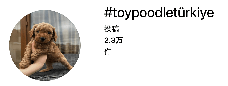 トイプードルライフ,トルコ,人気