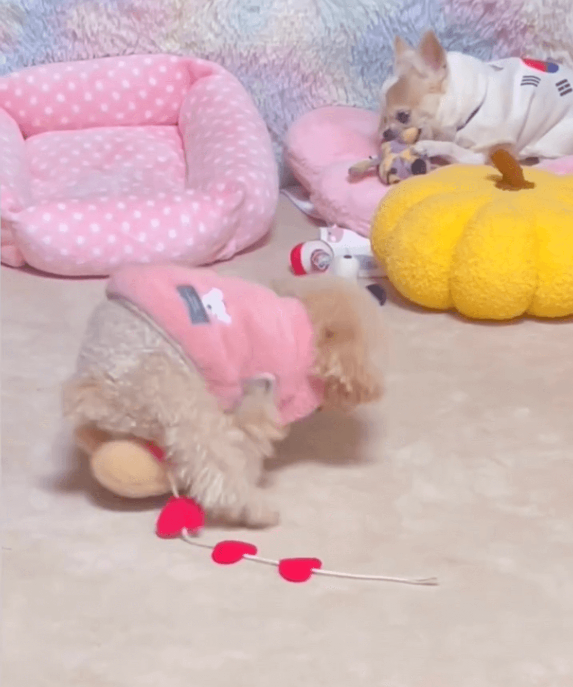 トイプードルライフ,動画