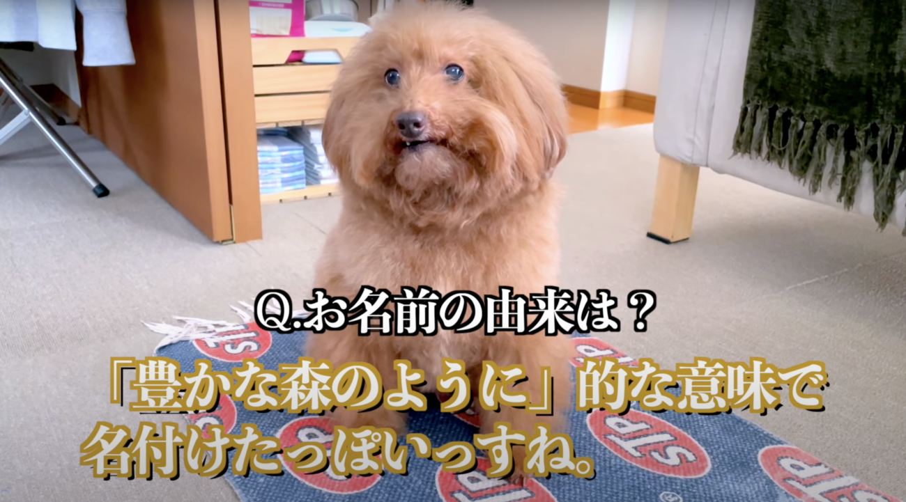 トイプードルライフ,森くん