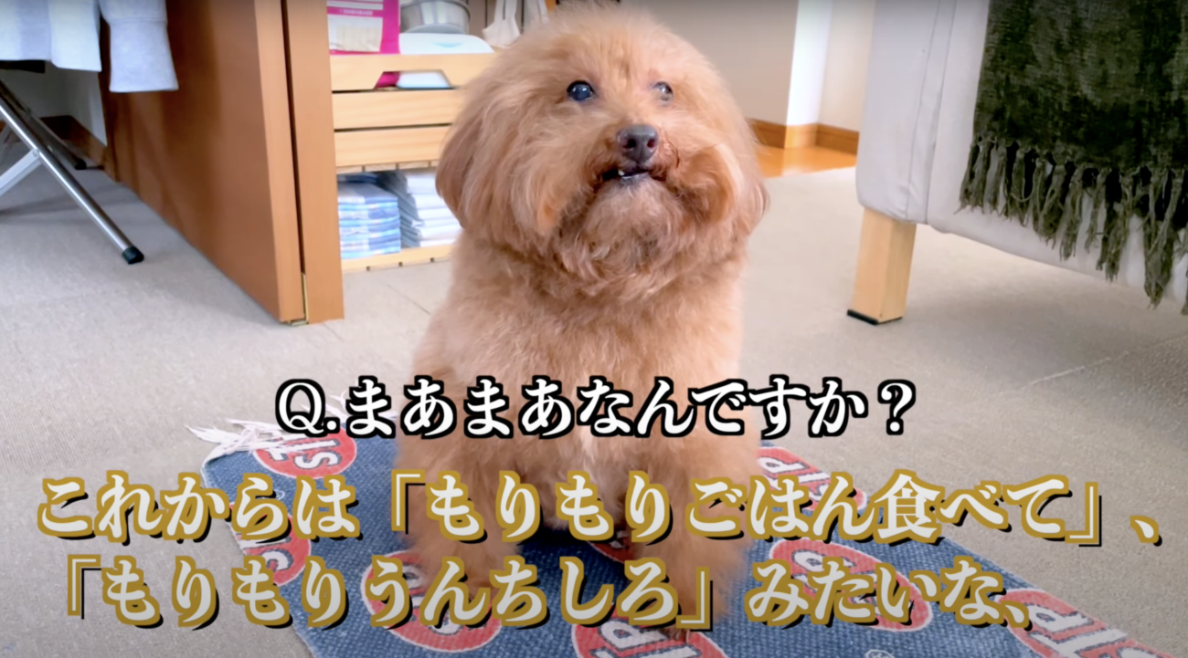 トイプードルライフ,森くん