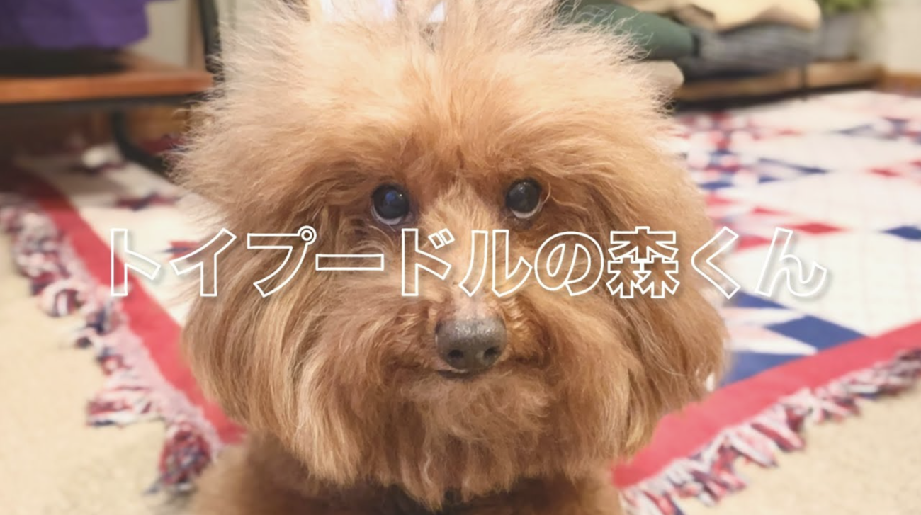 トイプードルライフ,森くん