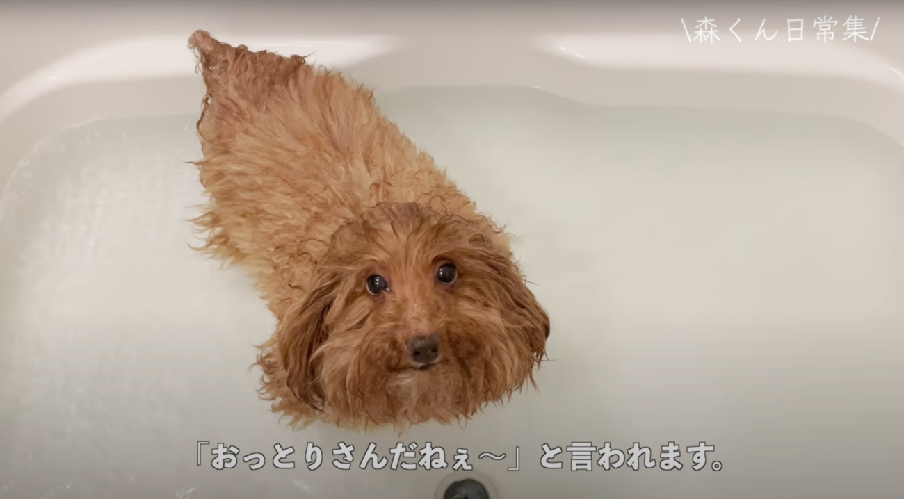 トイプードルライフ,森くん