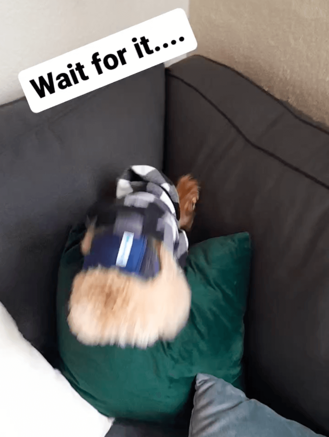 トイプードルライフ,動画