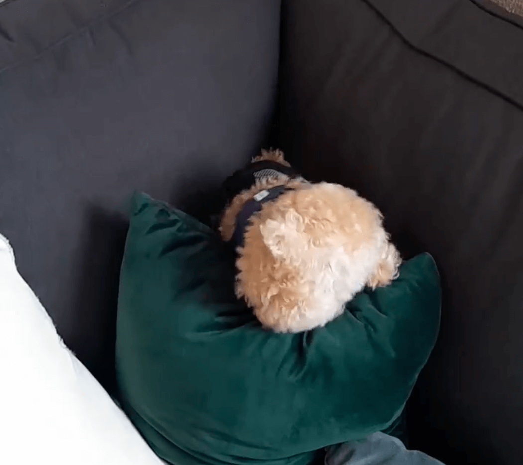 トイプードルライフ,動画