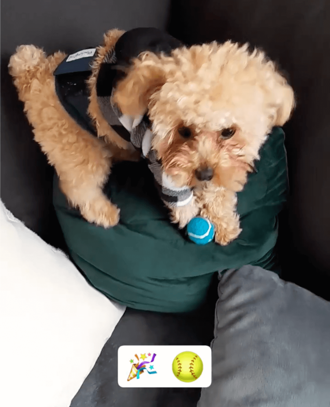 トイプードルライフ,動画